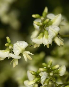 Fotografia 12 da espécie Styphnolobium japonicum no Jardim Botânico UTAD