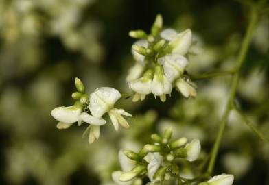 Fotografia da espécie Styphnolobium japonicum