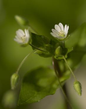 Fotografia 9 da espécie Stellaria neglecta no Jardim Botânico UTAD