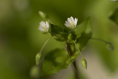 Fotografia da espécie Stellaria neglecta