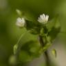 Fotografia 9 da espécie Stellaria neglecta do Jardim Botânico UTAD