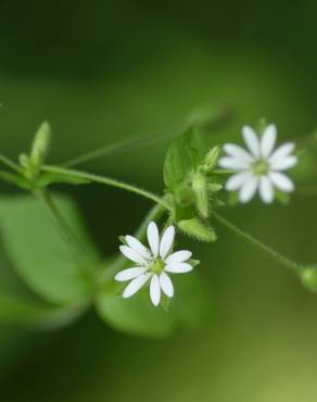 Fotografia 10 da espécie Stellaria neglecta no Jardim Botânico UTAD