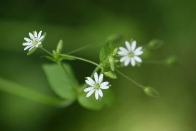 Fotografia da espécie Stellaria neglecta