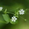 Fotografia 10 da espécie Stellaria neglecta do Jardim Botânico UTAD