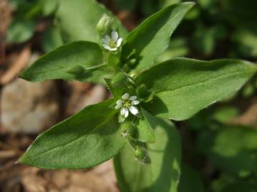 Fotografia da espécie Stellaria neglecta