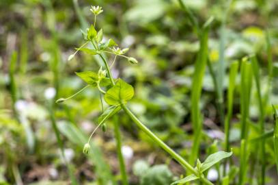 Fotografia da espécie Stellaria neglecta