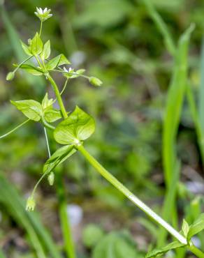 Fotografia 13 da espécie Stellaria neglecta no Jardim Botânico UTAD