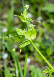 Fotografia da espécie Stellaria neglecta