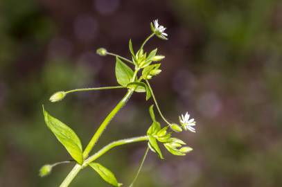 Fotografia da espécie Stellaria neglecta