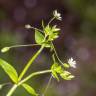 Fotografia 15 da espécie Stellaria neglecta do Jardim Botânico UTAD