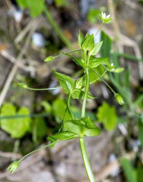 Fotografia 16 da espécie Stellaria neglecta no Jardim Botânico UTAD