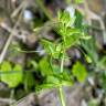 Fotografia 16 da espécie Stellaria neglecta do Jardim Botânico UTAD