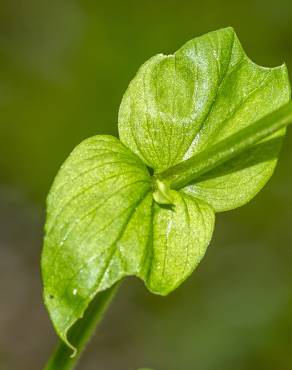 Fotografia 17 da espécie Stellaria neglecta no Jardim Botânico UTAD