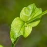 Fotografia 17 da espécie Stellaria neglecta do Jardim Botânico UTAD