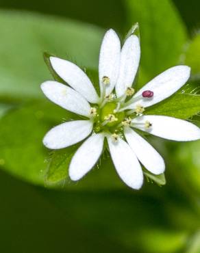 Fotografia 18 da espécie Stellaria neglecta no Jardim Botânico UTAD