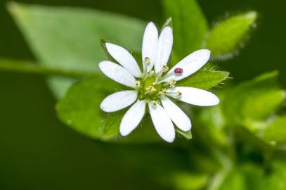 Fotografia da espécie Stellaria neglecta