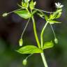 Fotografia 19 da espécie Stellaria neglecta do Jardim Botânico UTAD