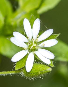 Fotografia 20 da espécie Stellaria neglecta no Jardim Botânico UTAD