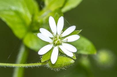 Fotografia da espécie Stellaria neglecta