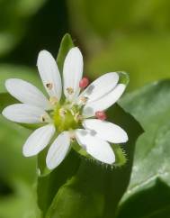 Stellaria neglecta