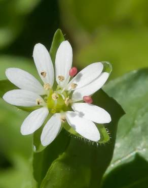 Fotografia 1 da espécie Stellaria neglecta no Jardim Botânico UTAD