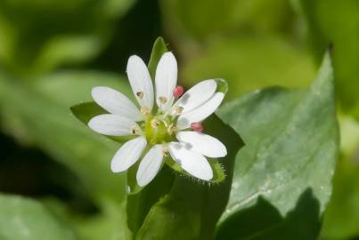 Fotografia da espécie Stellaria neglecta