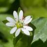 Fotografia 1 da espécie Stellaria neglecta do Jardim Botânico UTAD