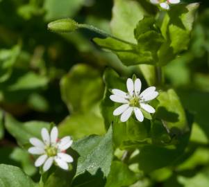 Fotografia da espécie Stellaria neglecta