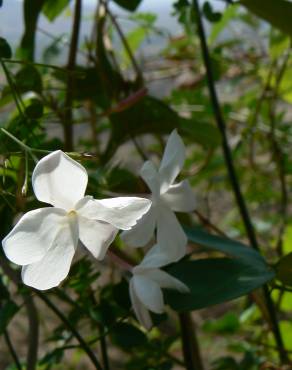 Fotografia 9 da espécie Jasminum officinale no Jardim Botânico UTAD