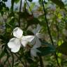 Fotografia 9 da espécie Jasminum officinale do Jardim Botânico UTAD