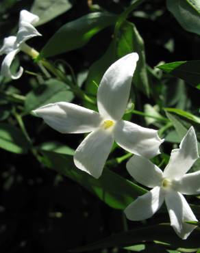 Fotografia 11 da espécie Jasminum officinale no Jardim Botânico UTAD