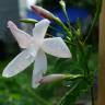 Fotografia 12 da espécie Jasminum officinale do Jardim Botânico UTAD