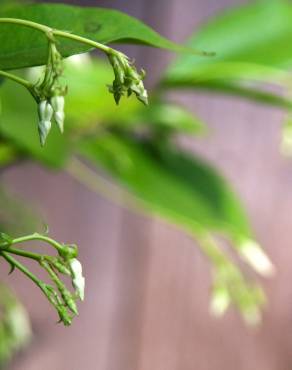 Fotografia 13 da espécie Jasminum officinale no Jardim Botânico UTAD