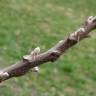 Fotografia 5 da espécie Juglans nigra do Jardim Botânico UTAD