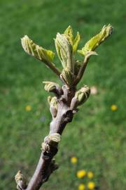 Fotografia da espécie Juglans nigra