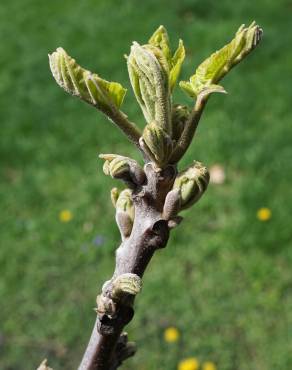 Fotografia 7 da espécie Juglans nigra no Jardim Botânico UTAD