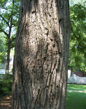 Fotografia 9 da espécie Juglans nigra no Jardim Botânico UTAD