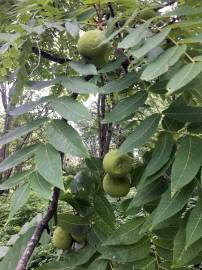 Fotografia da espécie Juglans nigra