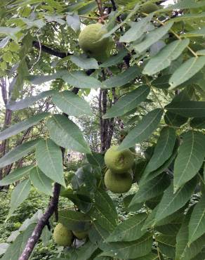 Fotografia 10 da espécie Juglans nigra no Jardim Botânico UTAD