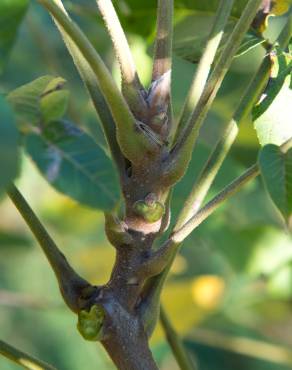 Fotografia 11 da espécie Juglans nigra no Jardim Botânico UTAD