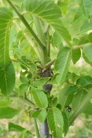 Fotografia da espécie Juglans nigra