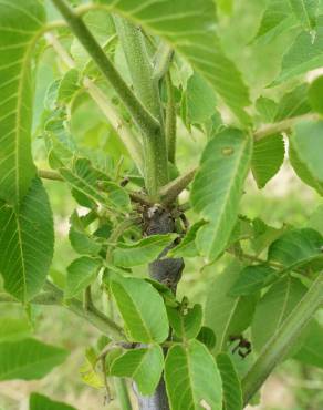 Fotografia 13 da espécie Juglans nigra no Jardim Botânico UTAD