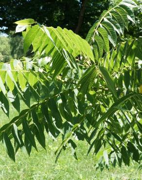 Fotografia 15 da espécie Juglans nigra no Jardim Botânico UTAD