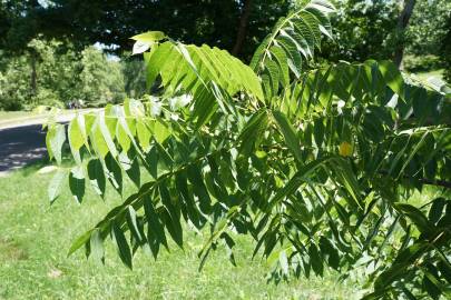 Fotografia da espécie Juglans nigra