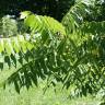 Fotografia 15 da espécie Juglans nigra do Jardim Botânico UTAD