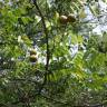 Fotografia 16 da espécie Juglans nigra do Jardim Botânico UTAD