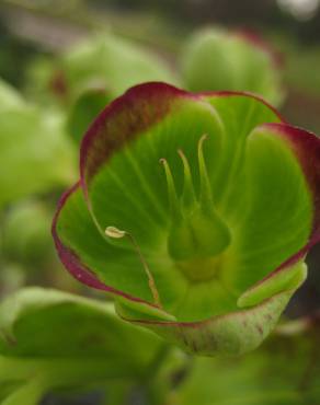 Fotografia 4 da espécie Helleborus foetidus no Jardim Botânico UTAD