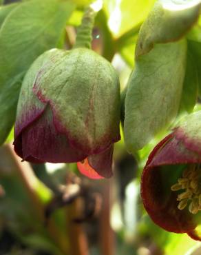 Fotografia 7 da espécie Helleborus foetidus no Jardim Botânico UTAD