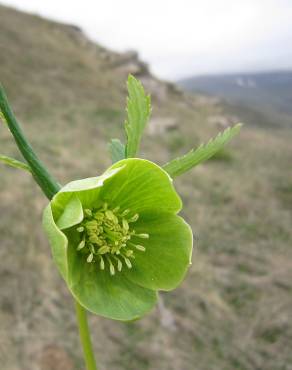 Fotografia 8 da espécie Helleborus foetidus no Jardim Botânico UTAD