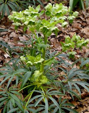 Fotografia 9 da espécie Helleborus foetidus no Jardim Botânico UTAD